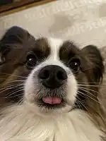 A Papillon going blep.