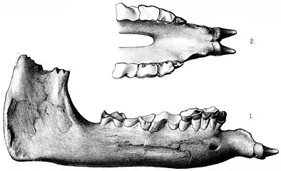 Paraceratherium jaw