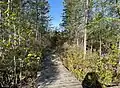 Wooden sidewalk lined with Rhododendron canadense