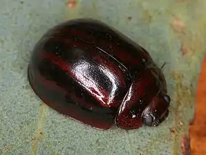 Paropsisterna stygia trivittata