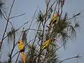 Parrot bird sanctuary, Chandigarh, India