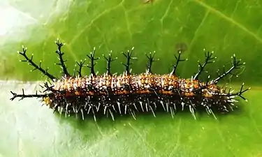 Larva