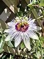 Passiflora caerulea 'Clear Sky', a tetraploid selection of P. caerulea.