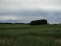 Grain fields in the Peace Country