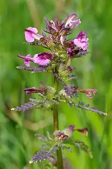 Marsh lousewort