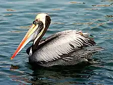 Peruvian pelican