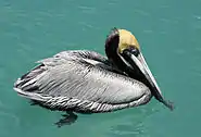 Brown pelican