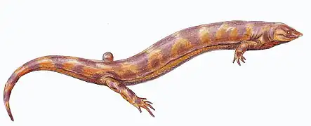 Pelodosotis elongatum