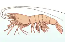 The Northern white shrimp, a penaeid