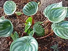 Peperomia argyreia, "watermelon peperomia"