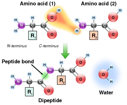 Two amino acids are shown next to each other. One loses a hydrogen and oxygen from its carboxyl group (COOH) and the other loses a hydrogen from its amino group (NH2). This reaction produces a molecule of water (H2O) and two amino acids joined by a peptide bond (–CO–NH–). The two joined amino acids are called a dipeptide.