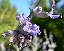 Perovskia atriplicifolia