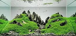 Aquarium with multiple gray stones. The stones are arranged to be low in front and high in the back, with the stones along the back placed vertically in the shape of mountain peaks. Some of the stones are carpeted with small, low, fine, green plants.