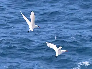 Red-tailed tropicbirds circling courtship