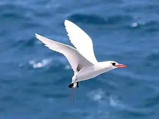 Red-tailed tropicbird flying backwards