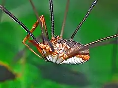 Male side view