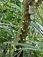 Trunk with unripened fruit