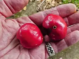 Ripe fruits, Cairns Botanic Gardens, July 2021