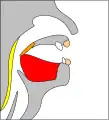 The tongue moves back in the mouth while pronouncing the letter 'k' (or similar sounds). If the soft palate (orange in this image) is cleft, air escapes and a nasal sound is produced instead. The surgery fixes this.