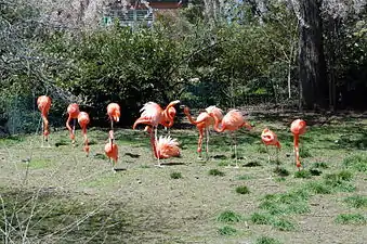 A flock of flamingos