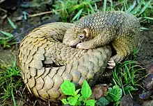 Philippine Pangolins by Gregg Yan