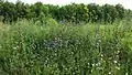 Stand of flowering plants in a tall-herb meadow, lower Austria