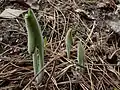 Densly pubescent Spring shoots emerging from the soil among remains of previous season’s growth