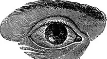 A black-and-white illustration of a mammalian right eye, with a lesion on the cornea overlying the lower-left portion of the iris, surrounded by enlarged blood vessels.