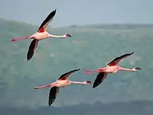 Lake Nakuru, Kenya