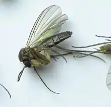 Mycetophilid gnat Phronia found dead inside female inflorescence