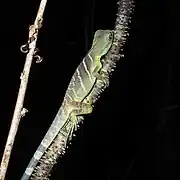 A juvenile in Cambodia