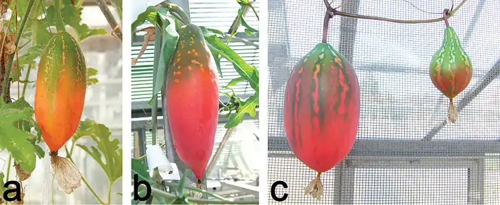 Holstein (2015): "a Ripening fruit of C. hirtella. Note the typical lobulate leaves of this species in the lower right b Ripening fruit of C. sessilifolia. The fruit, like the plant, bears a waxy bloom c Ripening fruits of C. megarrhiza have a dark green halo around the white longitudinal mottling. The left fruit is derived from pollination with C. megarrhiza pollen, whereas the smaller fruit on the right is derived from cross-pollination with C. trilobata (both pollinations were conducted on the same day)."