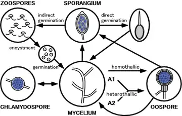 The lifecycle of Phytophthora