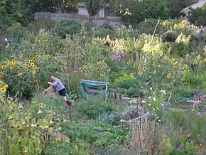 The Picardo Farm P-Patch community garden in Wedgwood