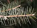 Close-up foliage