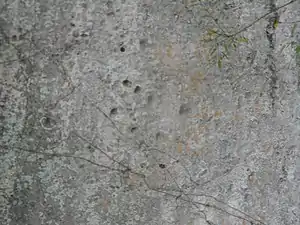 Petroglyphs