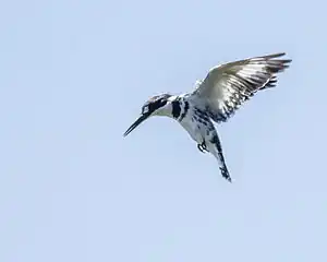 Pied kingfisher