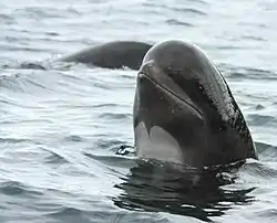 Pilot whale