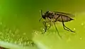 Darkwinged fungus gnat (Sciaridae) caught by Pinguicula moranensis