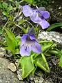 Butterwort