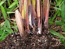 Pink rot of areca palm ("Chrysalidocarpus lutescens") caused by "Gliocladium vermoeseni"