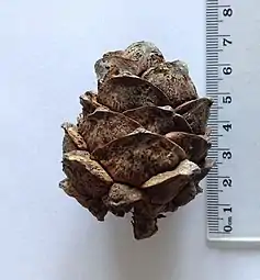 Close-up of a mature cone from a cultivated Pinus cembra