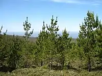 About half a dozen pine trees with upward-pointing branches 15 to 30 metres in height with green needles. The upper half of the background is blue sky.