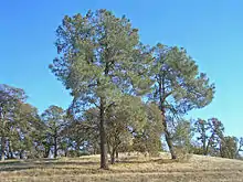 P. sabiniana in chaparral habitat in Sacramento Valley