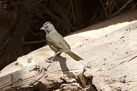 Green-tailed towhee (Pipilo chlorurus)