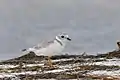 Piping plover (Charadrius melodus)