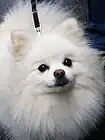 A white Pomeranian