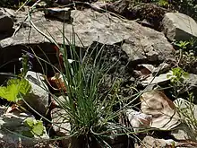 Photograph of the plant among rocks