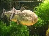 Piranhas