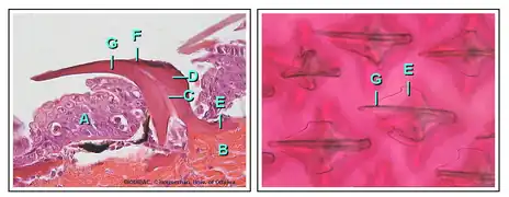 Image 10Placoid Scale (from Shark anatomy)